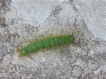 Raupe