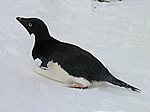 Adelie-Pinguin