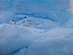 Adelie-Pinguine
