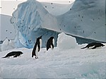 Adelie-Pinguine