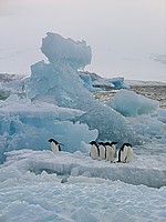 Adelie-Pinguine