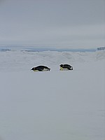 Kaiserpinguine