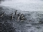 Adelie-Pinguine