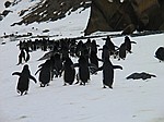 Adelie-Pinguine
