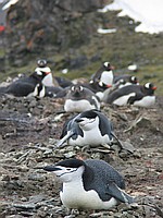 Chinstrap-Pinguin