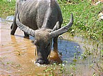 Wasserbueffel beim Unterwassergrasen