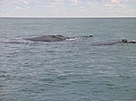 Southern right whale