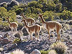 Vicuñasippe