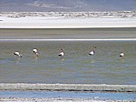 Salar de Surire